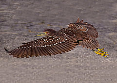 фото "In flight"