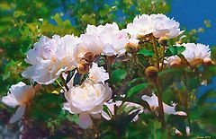 photo "Peonies"