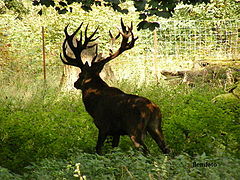 фото "Wildlife"