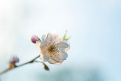 photo "***"