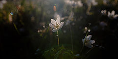 photo "***"