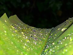 photo "The Green Road"