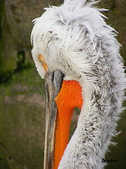 фото "Big bird"