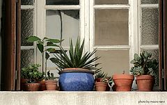 фото "window"