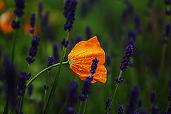 photo "***"