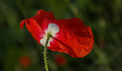 photo "***"