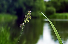 photo "***"