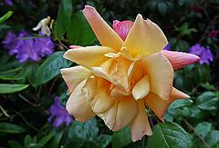 фото "Rhapsody Of Colors"