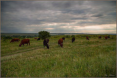 фото "Летние прогулки ..."