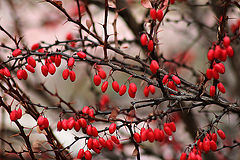 photo "***"