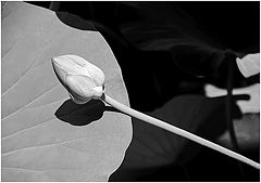 photo "***"