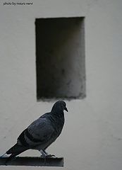 фото "on the balcony"