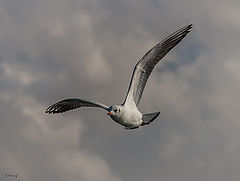 фото "Gull in flight"