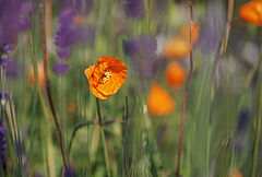 photo "***"