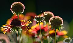 photo "Rudbeckiа"