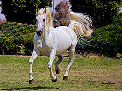 фото "POWER HORSE"