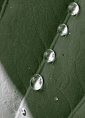 photo "***"