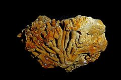 photo "Fossilized coral"