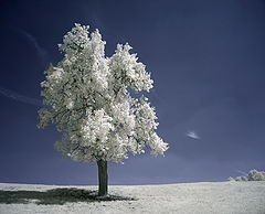 фото "Lonely poplar"