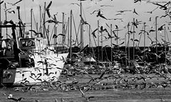 фото "seagulls and boatrs"