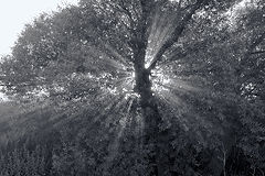 photo "***"
