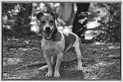 photo "smiling dog"