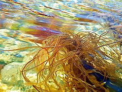 фото "Seaweed"