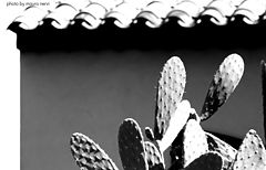фото "cactus"