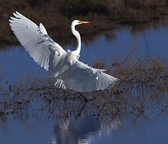 photo "Landing"