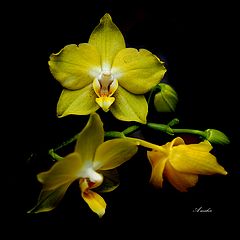 фото "ORCHID # 1"