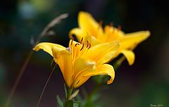 photo "Yellow Lily"