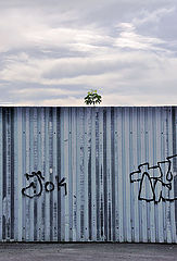 photo "***"