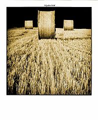фото "wrapped residues of summer"