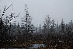 photo "Snowy Bog"