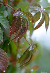 photo "Rain. Grapes"