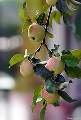 photo "Apple"