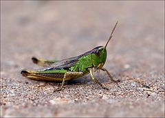 photo "Just a little grasshopper"
