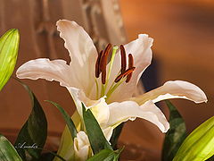 фото "LILLY"