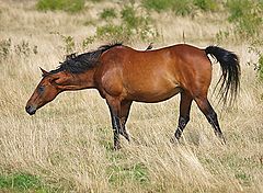 фото "Bird On Horse"