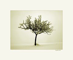 фото "le mal du pays"