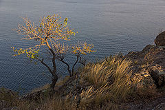 фото "И на камнях растут деревья ...(6)"