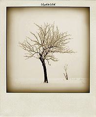 фото "*"