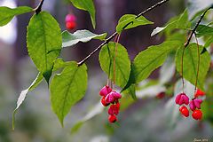 photo "Opened wahoo"