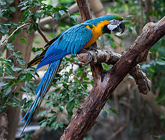 фото "The parrot 2"