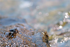 фото "У ласкового моря, дышавшего теплотой и негой, жил маленький пучеглазый крабик."
