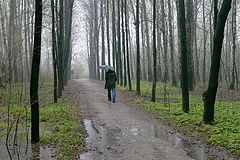 photo "The spring"