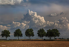 фото "Trees and clouds"