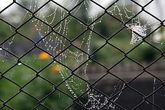 photo "***"