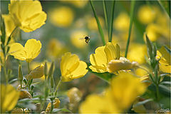 фото "Потирая лапками, пчела весело жужжала летнюю песенку"