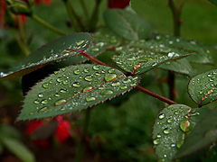 photo "Give me to drink the dew of Your Love ..."
